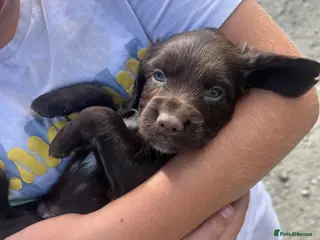 Cocker Spaniel dogs Quality Pedigree Working Cocker Spaniels - Advert 1
