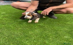 Basset Hound dogs for sale: Basset hound puppies for sale - Image 12