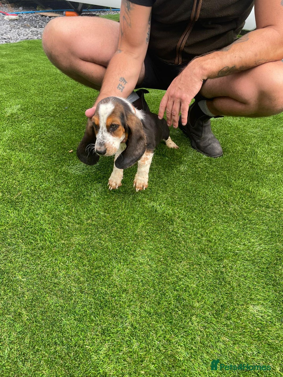 Basset Hound dogs for sale: Basset hound puppies for sale - Image 12
