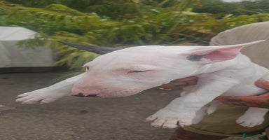 English Bull Terrier dogs - Advert 8