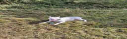 English Bull Terrier dogs for stud: Axel englishbull terrier - Advert 4