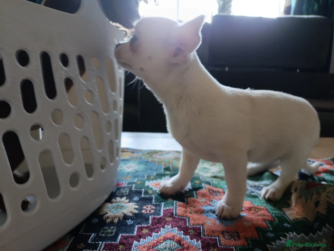 Chihuahua dogs for sale: please read description - Advert 9