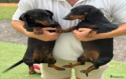 Dachshund dogs for sale: 2 dachshund sisters black & tan kc registered - Image 7