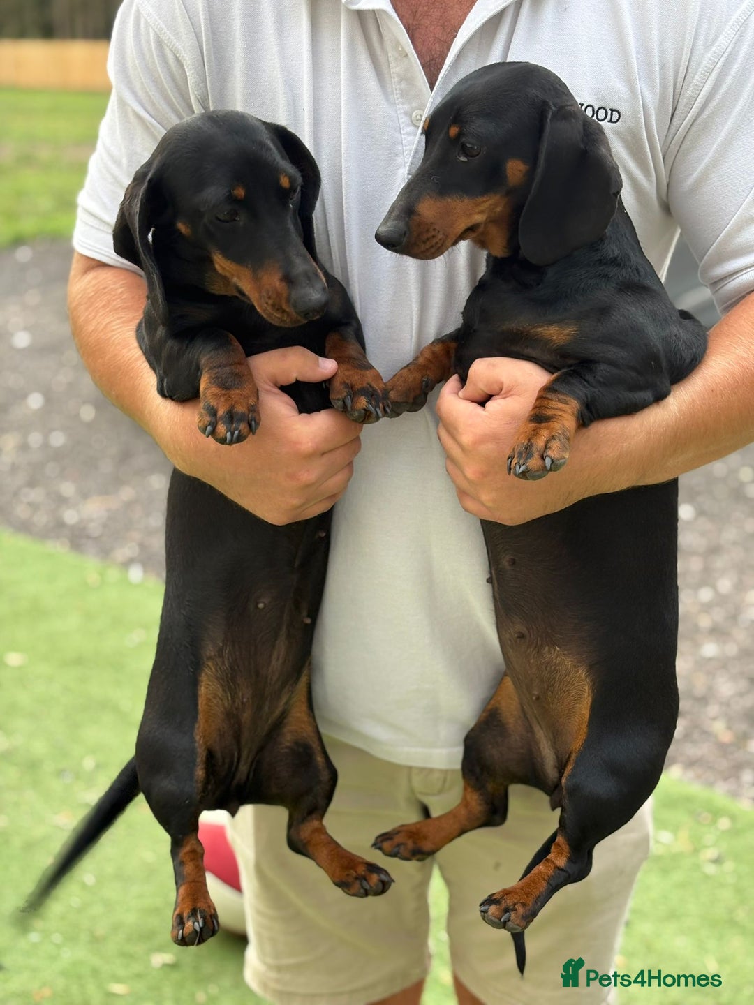 Dachshund dogs for sale: 2 dachshund sisters black & tan kc registered - Image 7