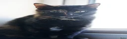 Mixed Breed cats for sale: Beautiful 12‑Week‑Old Kittens Ready for Homes - Advert 5