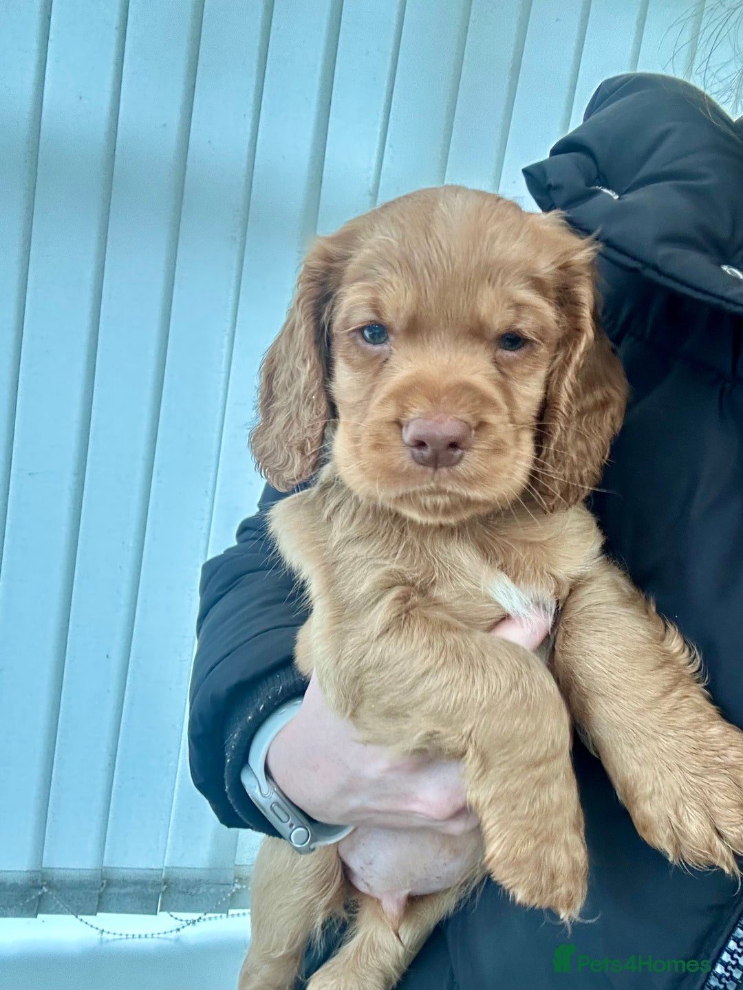 Cocker Spaniel dogs for sale: Cocker Spaniels  - Advert 10