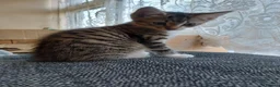 British Shorthair cats for sale: Two dark tabby/ginger longhair kittens  in Nuneaton - Advert 7