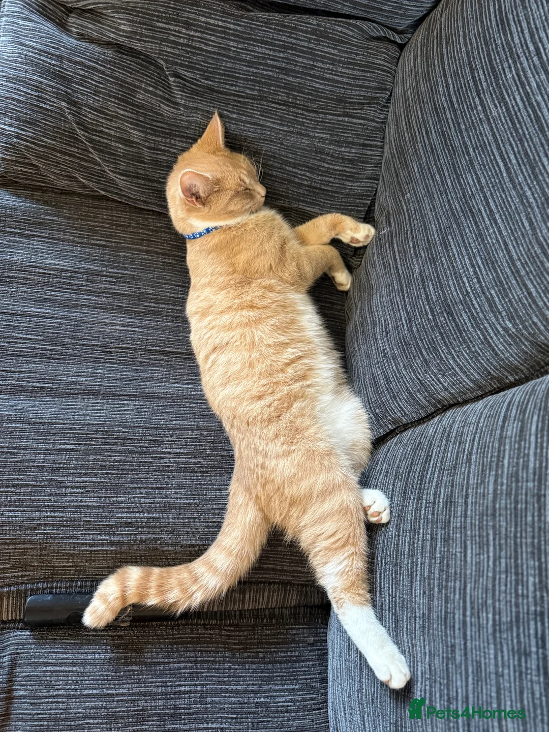 Mixed Breed cats for sale: Light Ginger Male 10 Months  in Cambridge - Advert 1