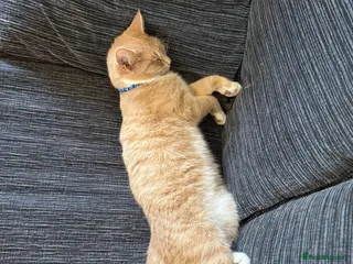 Mixed Breed cats Light Ginger Male 10 Months - Advert 2