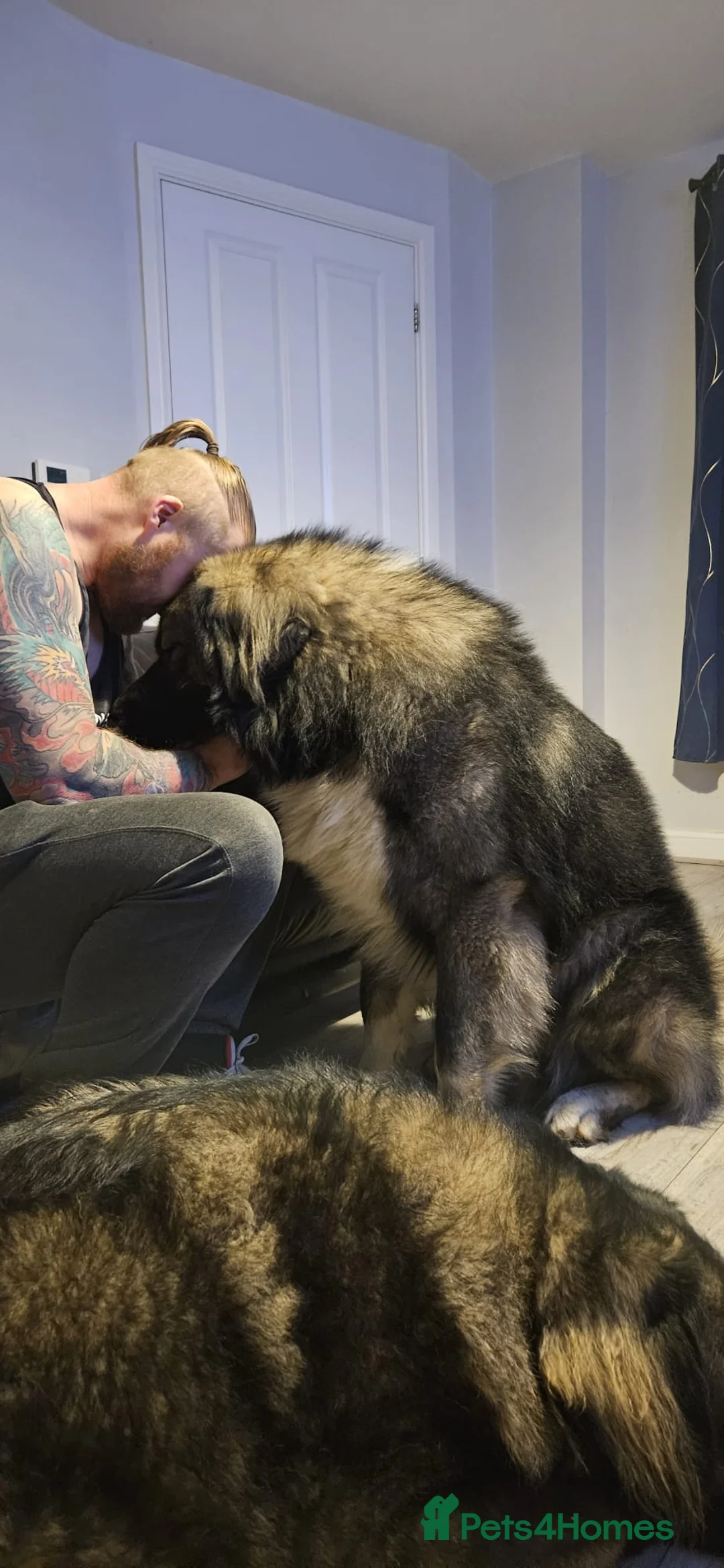Caucasian Shepherd Dog dogs for sale: Caucasian shepard 3 yr old  - Advert 4