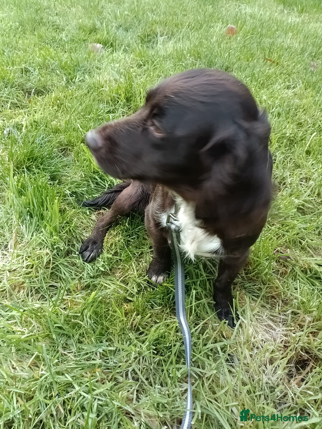 Cocker Spaniel dogs for sale: Chocolate Cocker Spaniel Girl  - Advert 5