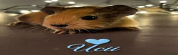 Guinea Pig rodents for sale: Available now gorgeous babies  - Advert 4