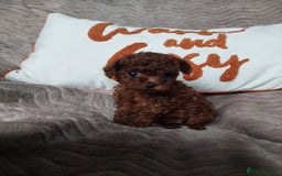 Toy Poodle dogs for sale: Full Asian girl - Image 2