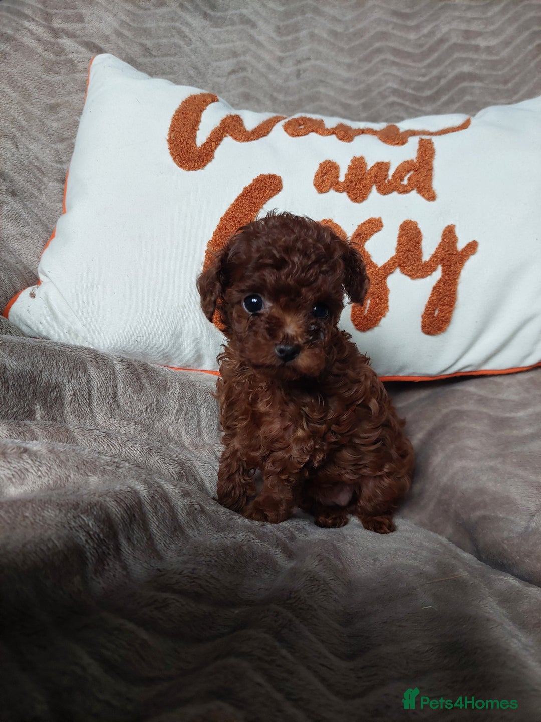 Toy Poodle dogs for sale: Full Asian girl - Image 2
