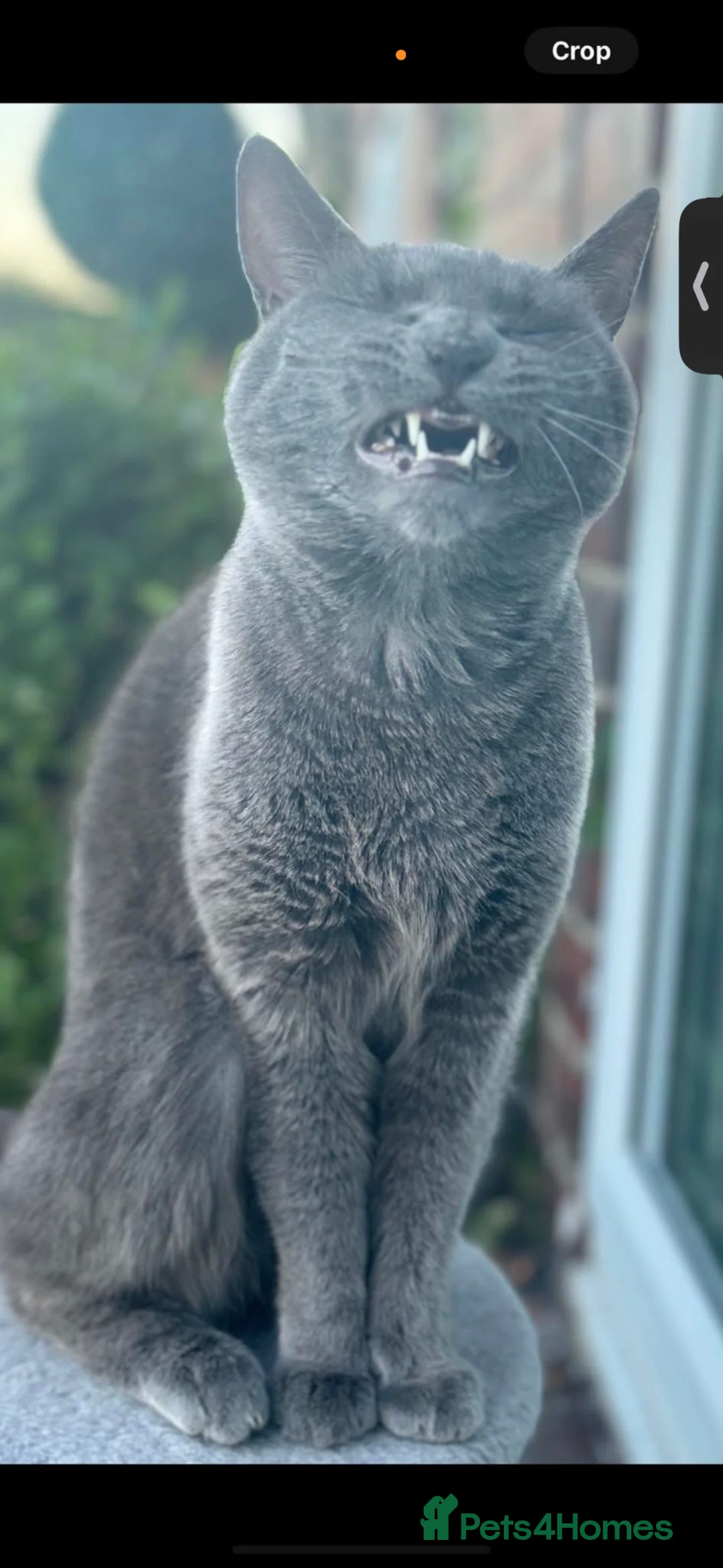 Domestic Shorthair cats for sale: This is miley  in Sheffield - Advert 1