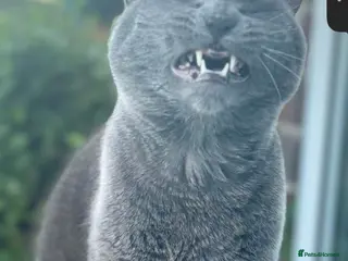 Domestic Shorthair cats This is miley - Advert 1