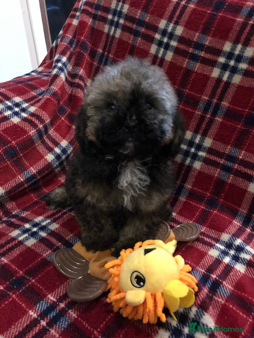 Shihpoo dogs for sale: shihpoo puppies for sale  - Advert 9
