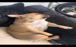 French Bulldog dogs for stud: Male French Bulldog  - Image 4