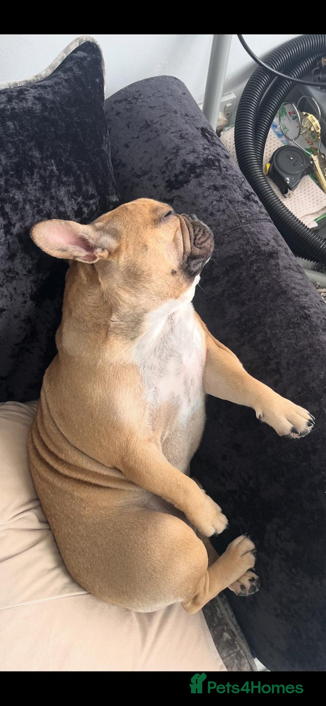 French Bulldog dogs for stud: Male French Bulldog  - Image 4