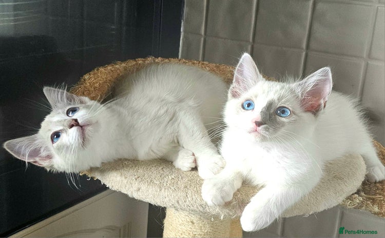 Ragdoll cats - Advert 4