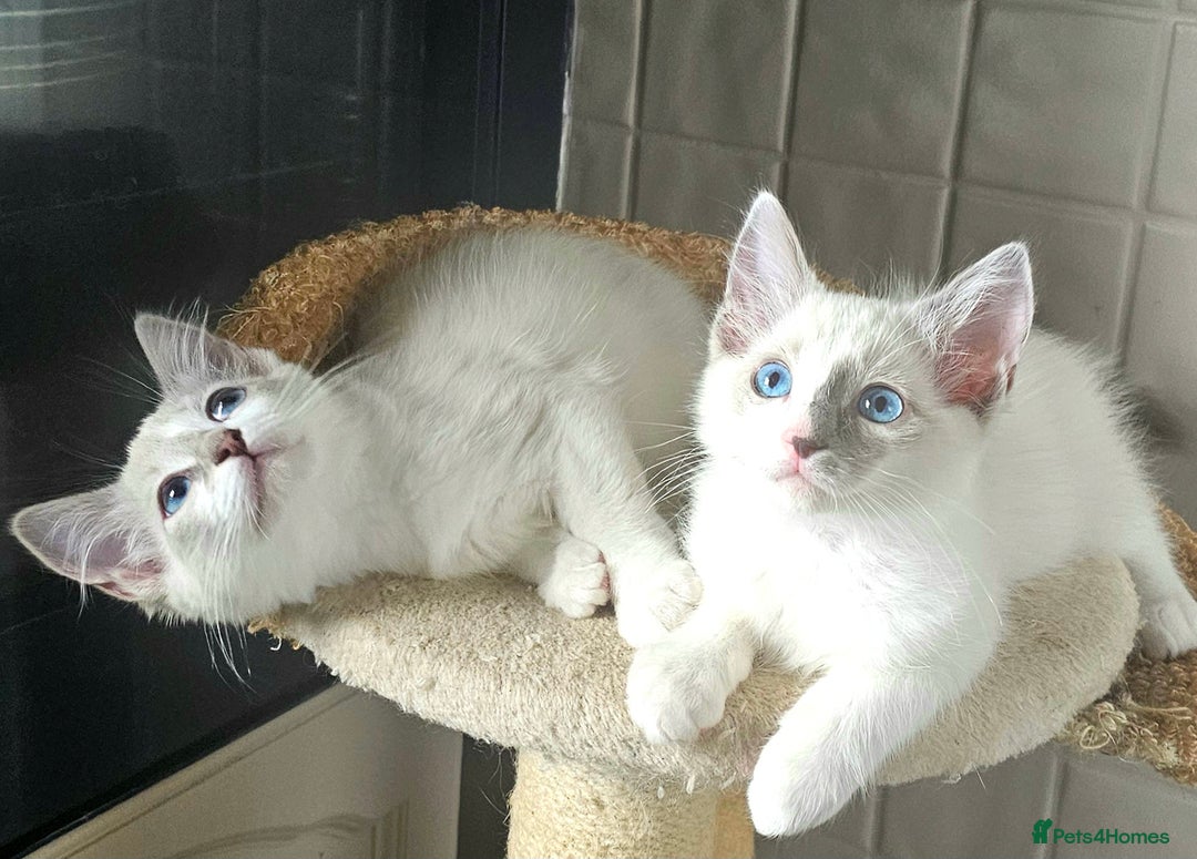 Ragdoll cats for sale: GCCF Pedigree Ragdolls Champion daddy - Image 1