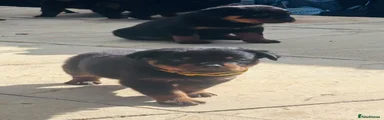 Rottweiler Puppy 2