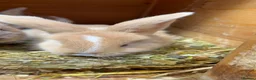 Continental Giant rabbits for sale: gorgeous continental giantxFrench lop READY TO GO - Advert 3