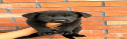 German Shepherd dogs for sale: Exceptional Czech German Shepherd WorkingLine Pups - Advert 15