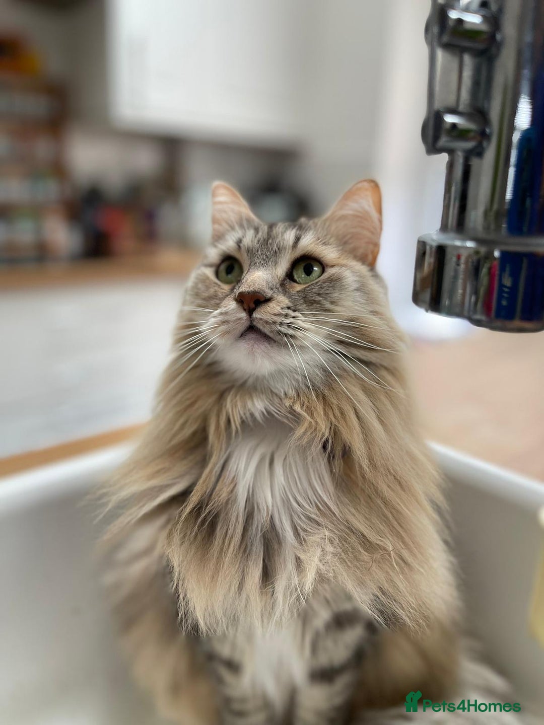 Siberian cats for sale: Pure Siberian Cat To Rehome - Advert 2