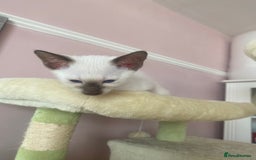 Siamese cats for sale: 🤩🐱Beautiful Siamese kittens for sale🐱⚡️ - Image 15
