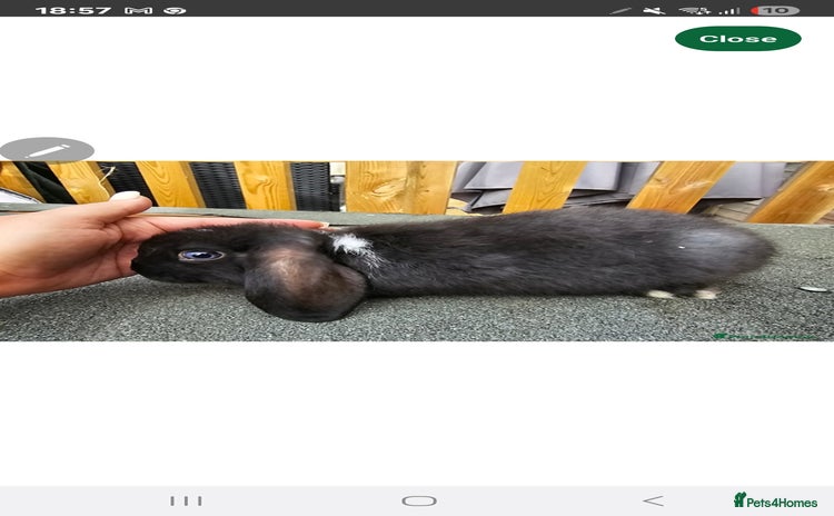 Mini Lop rabbits - Advert 1
