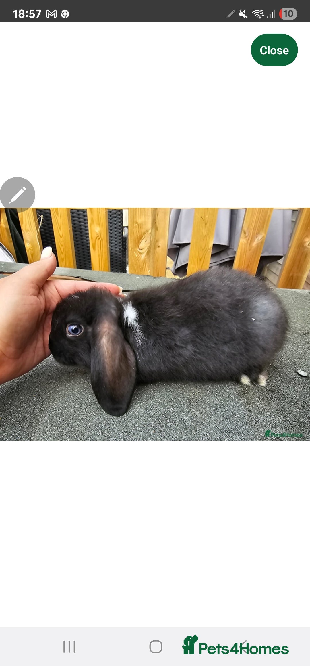 Mini Lop rabbits for sale: Mini lops  - Image 1
