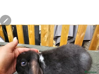 Mini Lop rabbits - Advert 16