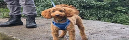 Toy Poodle dogs for stud: KC Pedigree Red Toy Poodle for Stud - Advert 6