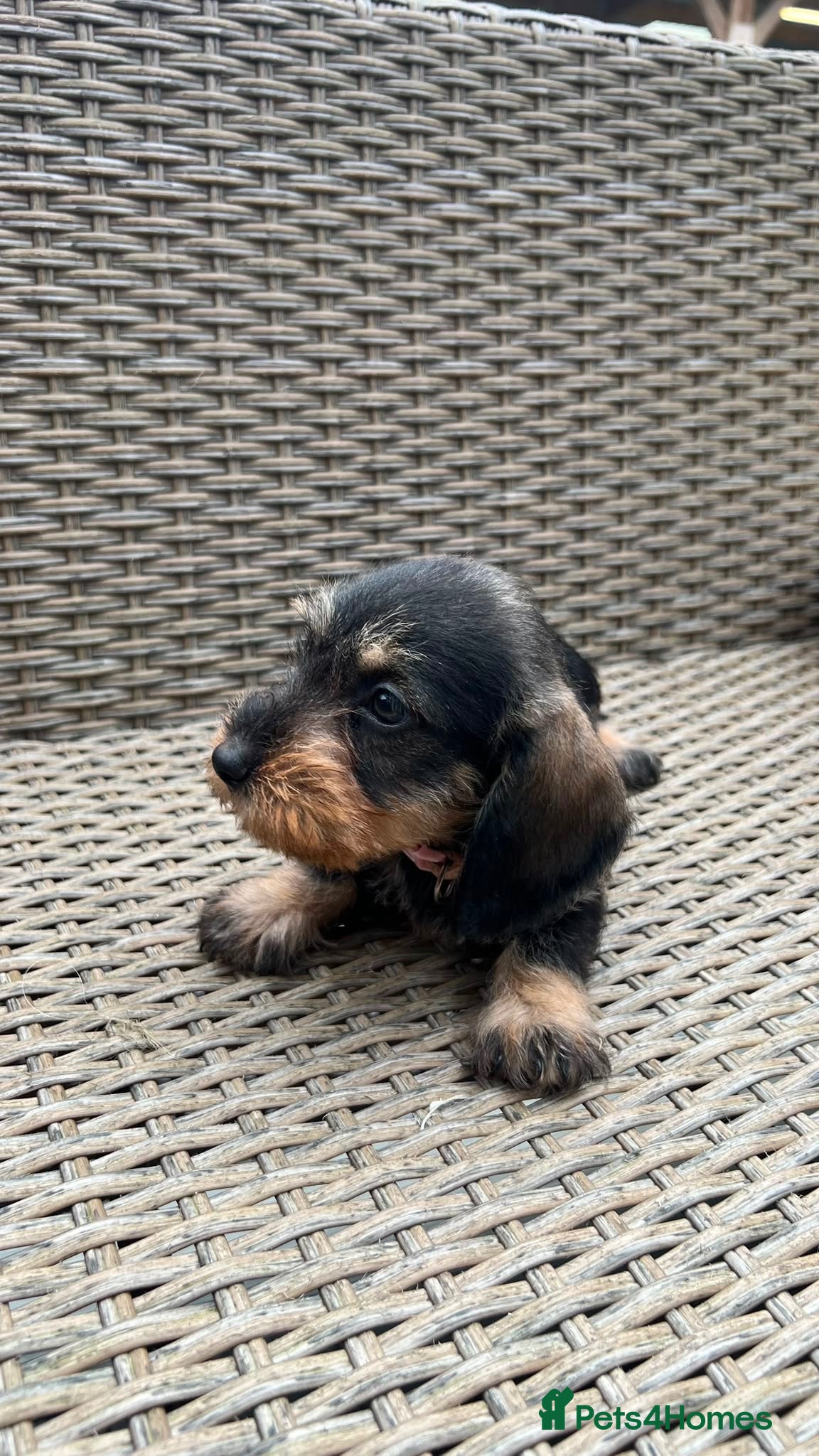 Miniature Dachshund dogs miniature dachound teckels  - Advert 2