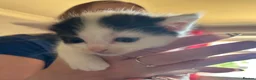 Mixed Breed cats for sale: Beautiful babies ready for collection - Advert 2