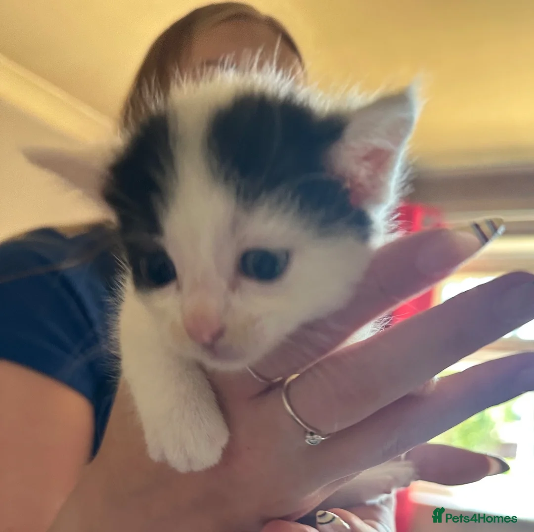 Mixed Breed cats for sale: Beautiful babies ready for collection - Advert 2