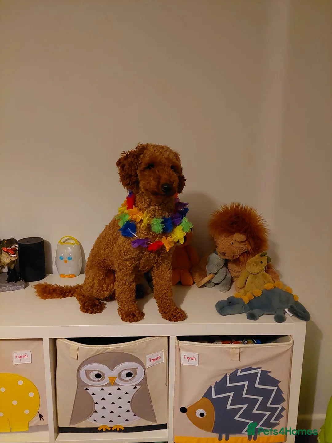 Miniature Poodle dogs for stud: KC Red Miniature Poodle Stud in Baldock - Advert 4