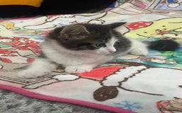 Mixed Breed cats for sale: Mix maine cone kittens  - Image 10