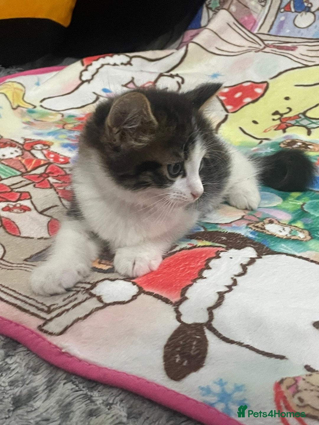 Mixed Breed cats for sale: Mix maine cone kittens  - Image 10