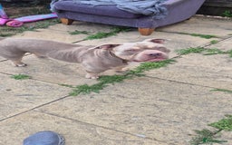 American Bully dogs for stud: American bully for stud  - Image 2