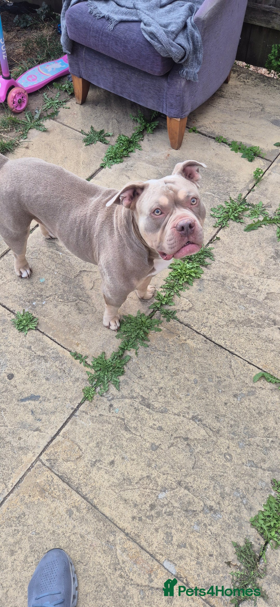 American Bully dogs for stud: American bully for stud  - Image 2