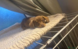 Mixed Breed dogs for sale: Dachshund and Pomeranian - Image 10