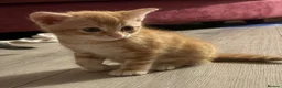 Mixed Breed cats for sale: 2 kittens left in Frome - Advert 5