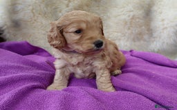 Cockapoo dogs for sale: 5*LICENSED BREEDER WATCH LIVE HEALTH TESTED PARENT - Image 7