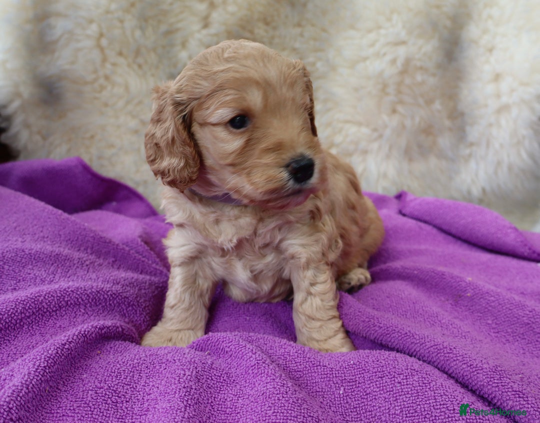 Cockapoo dogs for sale: 5*LICENSED BREEDER WATCH LIVE HEALTH TESTED PARENT - Image 7