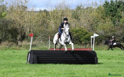 English Warmblood horses for sale: 16hh Schoolmistress  - Image 16