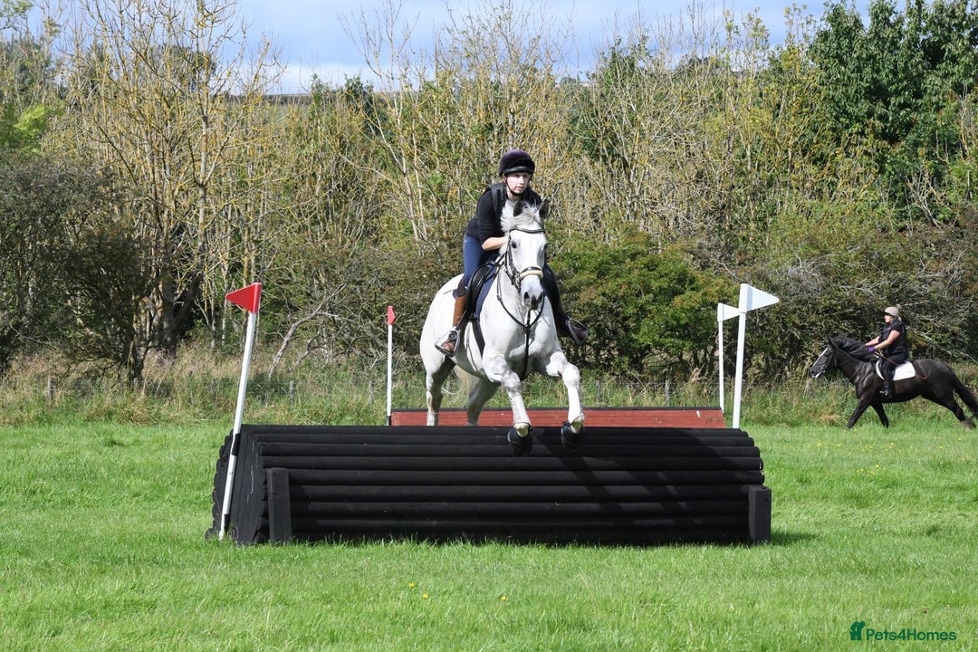 English Warmblood horses for sale: 16hh Schoolmistress  - Image 16