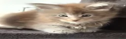 Maine Coon cats for sale: Maine coon pedigree kittens  - Advert 11