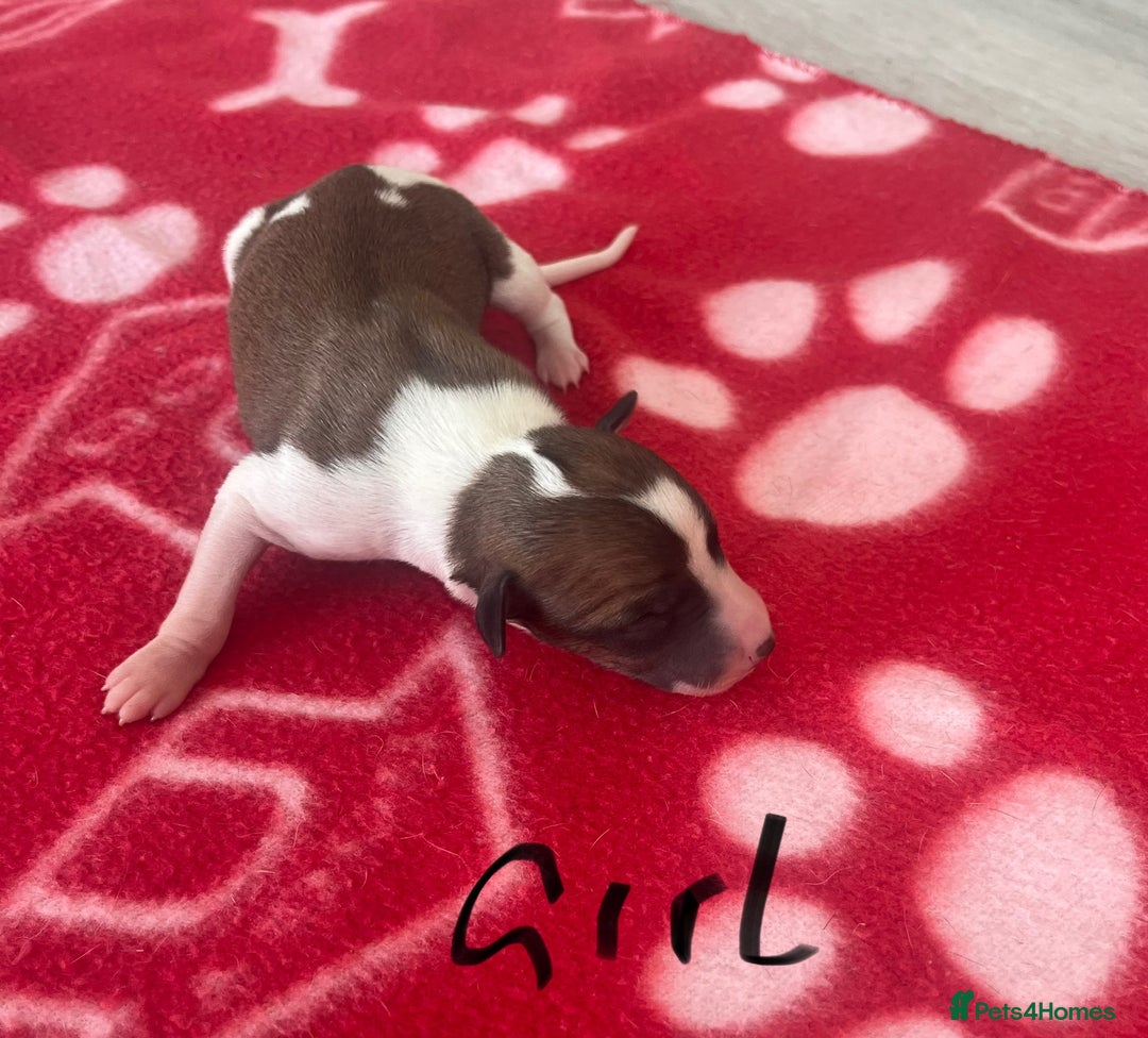 Whippet dogs for sale: KC registered stunning selection whippet pups - Advert 14